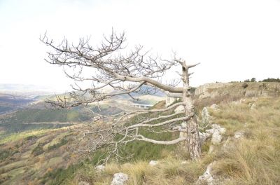 Kliknite za ogled večje slike