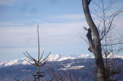 Kliknite za ogled večje slike