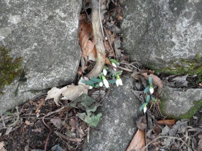 Kliknite za ogled večje slike