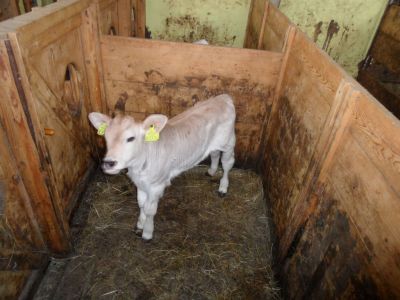 Kliknite za ogled večje slike