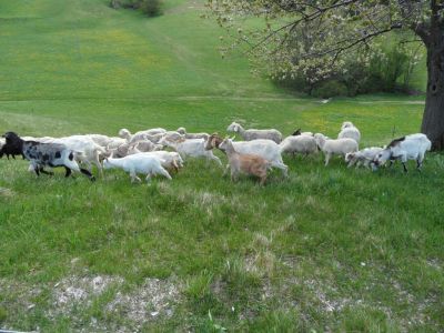 Kliknite za ogled večje slike