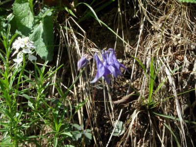 Kliknite za ogled večje slike