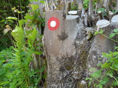 Kliknite za ogled večje slike