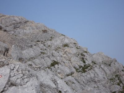 Kliknite za ogled večje slike