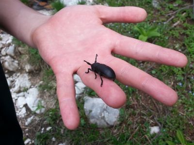 Kliknite za ogled večje slike