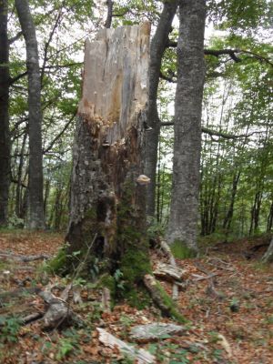 Kliknite za ogled večje slike