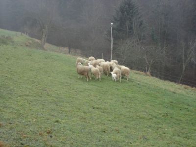 Kliknite za ogled večje slike