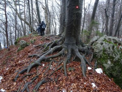 Kliknite za ogled večje slike