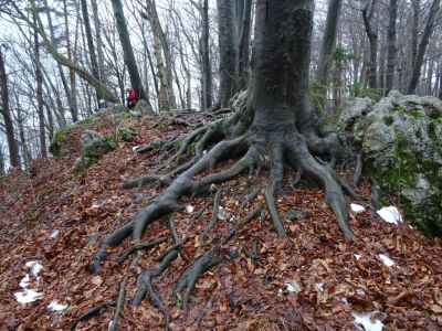 Kliknite za ogled večje slike