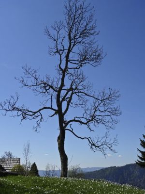 Kliknite za ogled večje slike