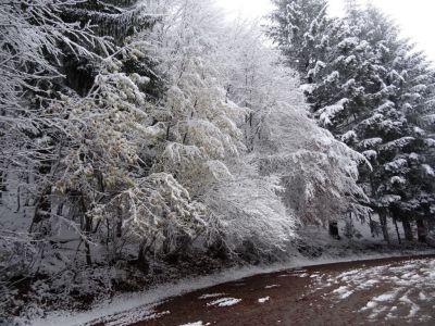 Kliknite za ogled večje slike