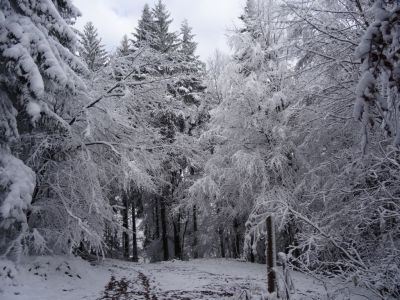 Kliknite za ogled večje slike