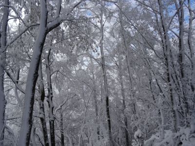 Kliknite za ogled večje slike