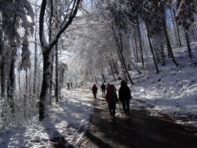 Kliknite za ogled večje slike