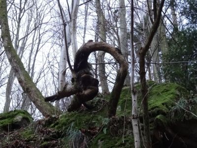 Kliknite za ogled večje slike