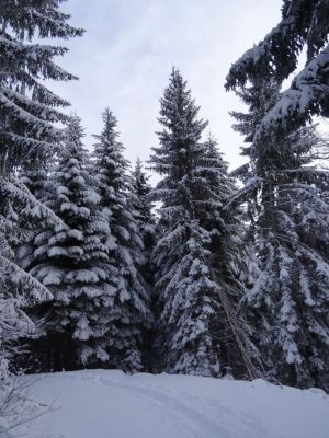 Kliknite za ogled večje slike