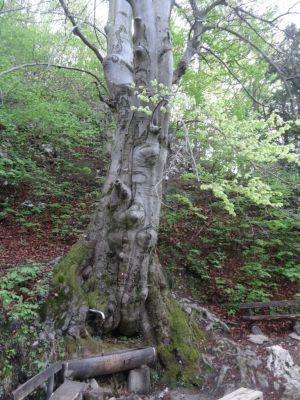 Kliknite za ogled večje slike