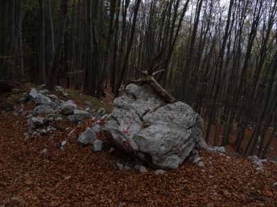 Kliknite za ogled večje slike