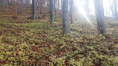 Kliknite za ogled večje slike