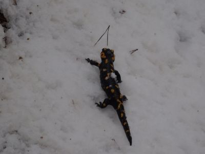 Kliknite za ogled večje slike