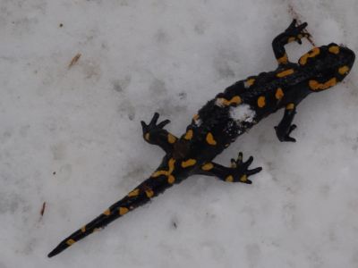 Kliknite za ogled večje slike