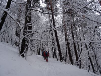 Kliknite za ogled večje slike