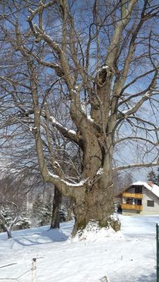 Kliknite za ogled večje slike