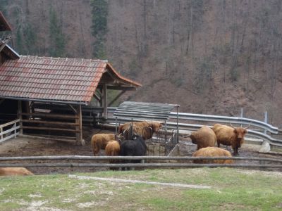 Kliknite za ogled večje slike