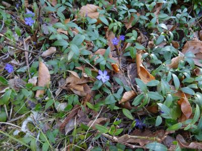 Kliknite za ogled večje slike