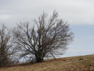 Kliknite za ogled večje slike