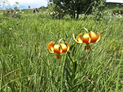 Kliknite za ogled večje slike