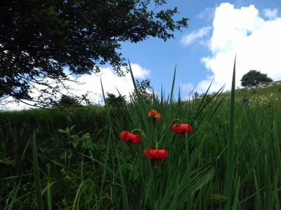 Kliknite za ogled večje slike