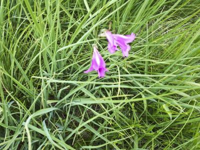 Kliknite za ogled večje slike