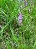 DSC00824.JPG