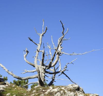 Kliknite za ogled večje slike