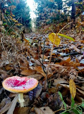 Kliknite za ogled večje slike