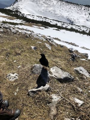 Kliknite za ogled večje slike