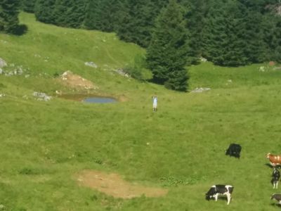 Kliknite za ogled večje slike