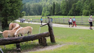 Kliknite za ogled večje slike