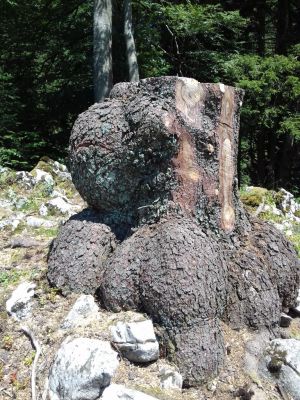 Kliknite za ogled večje slike