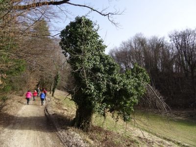 Kliknite za ogled večje slike