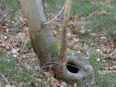 Kliknite za ogled večje slike