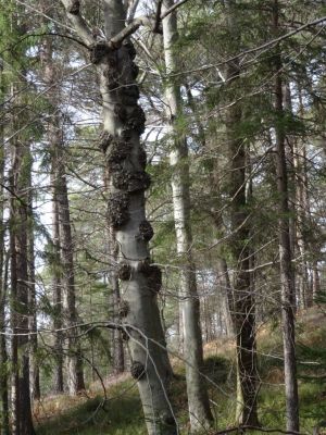 Kliknite za ogled večje slike