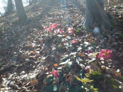 Kliknite za ogled večje slike