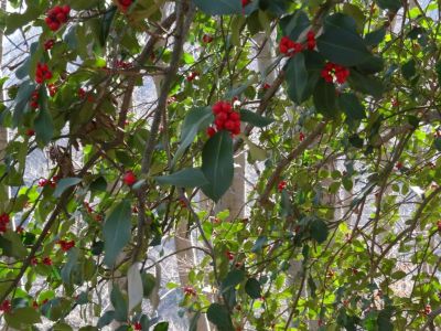 Kliknite za ogled večje slike