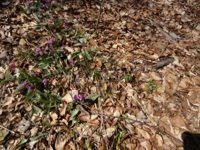 Kliknite za ogled večje slike