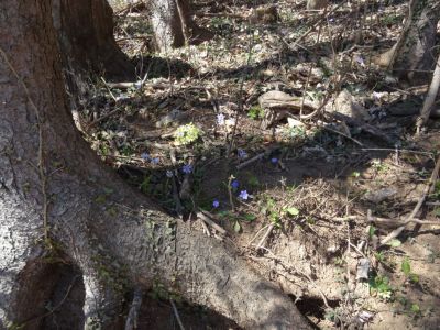 Kliknite za ogled večje slike