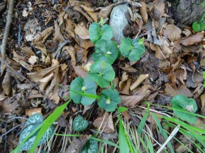 Kliknite za ogled večje slike