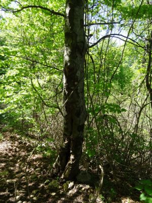 Kliknite za ogled večje slike