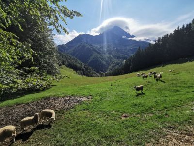 Kliknite za ogled večje slike